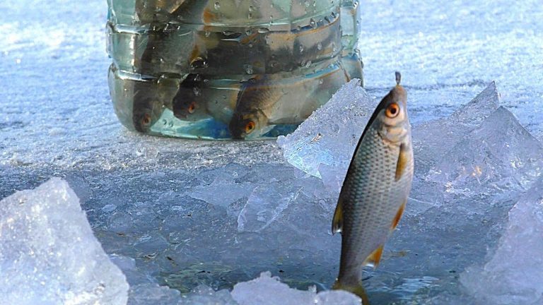 рыбалка по льду на щуку