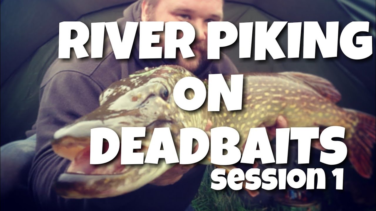 River Pike Fishing With Deadbaits —  Session 1