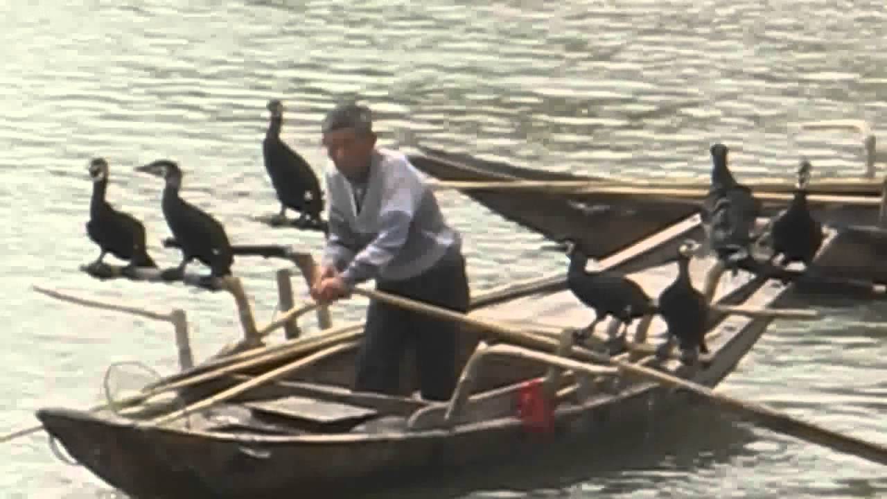 Cormorant Fishing In China