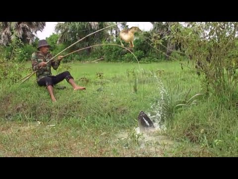 Catch mud Fishing trap in Cambodia- Catch Fish by Duck- Cast net fishing in Cambodia
