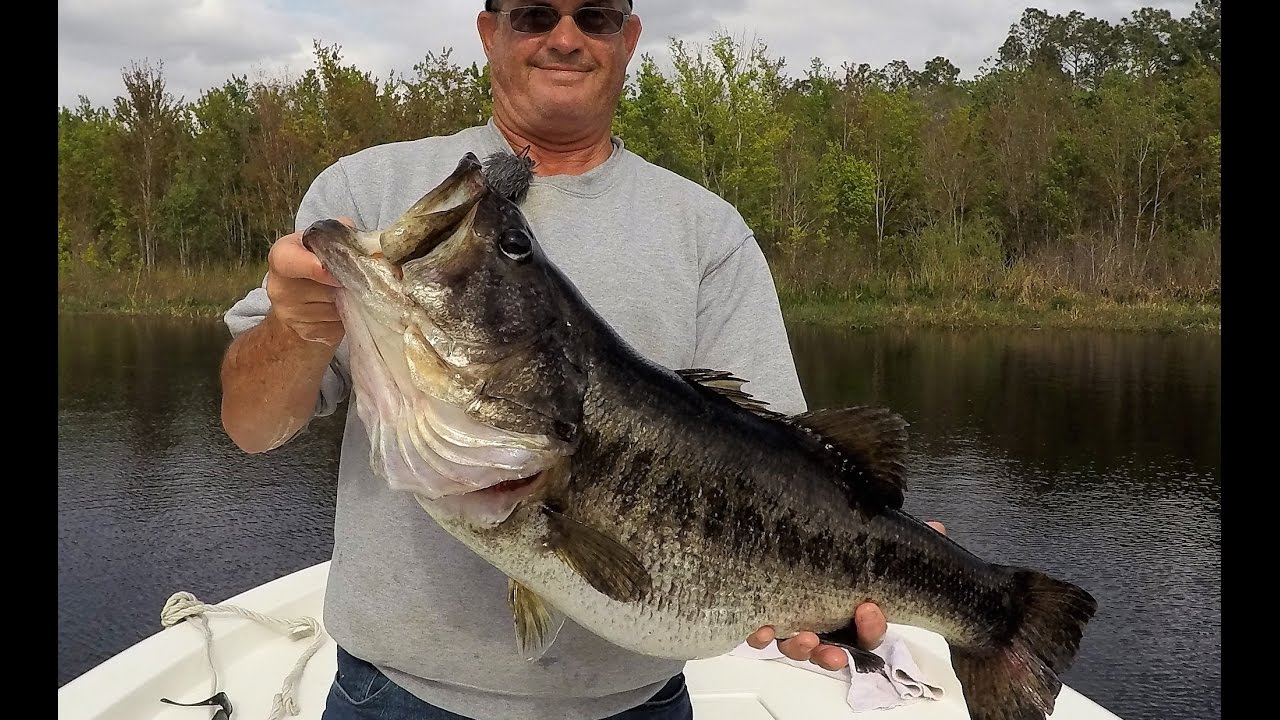 Shiner Fishing For Big Trophy Bass 46 Lbs. Five Fish Limit