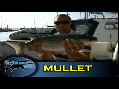 Float fishing for Mullet- Totally Awesome Fishing