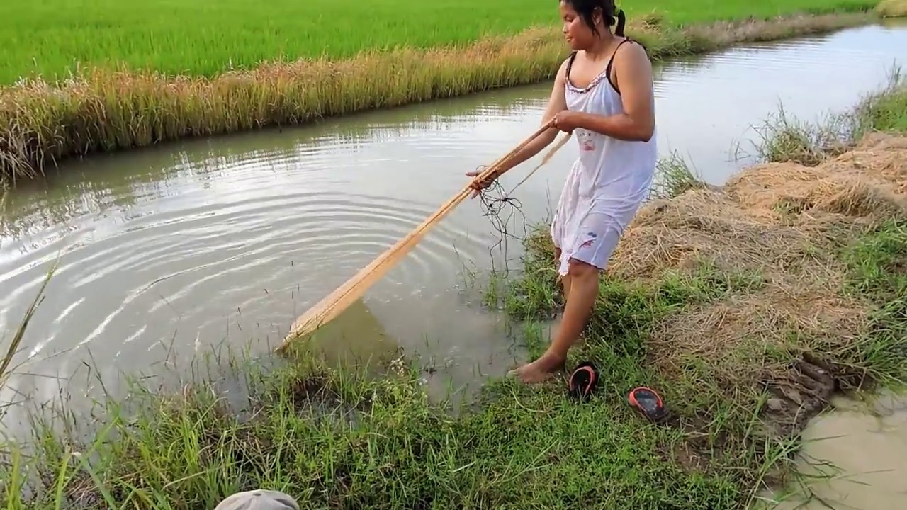 Amazing Fishing at Pailin Province — Cambodia Traditional Fishing — Khmer  Net Fishing (Part 341)