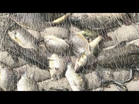 Cast Net Fishing In Pond For Big Fish!