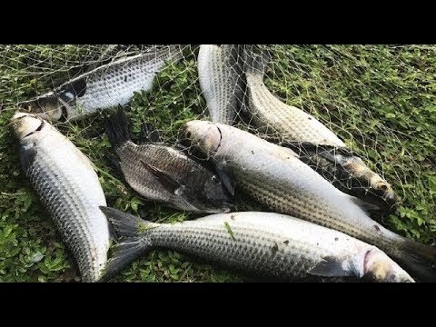 Cast Net Fishing For Mullet and Tilapia!
