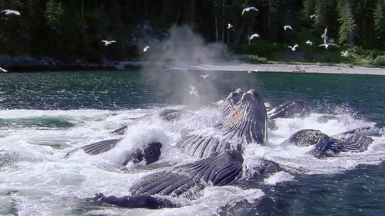 Whales’ Bubble Net Fishing | Nature’s Great Events | BBC Earth