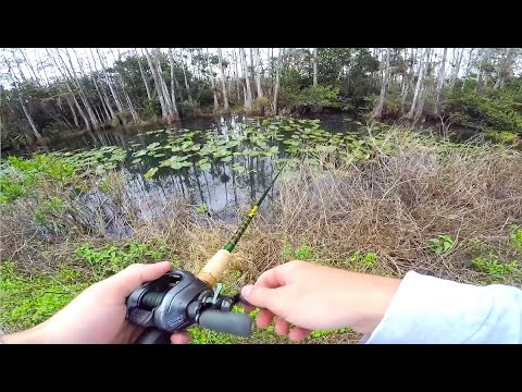 Roadside Canal Fishing in The Everglades