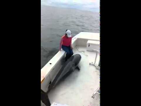 Dolphin jumps into fishing boat