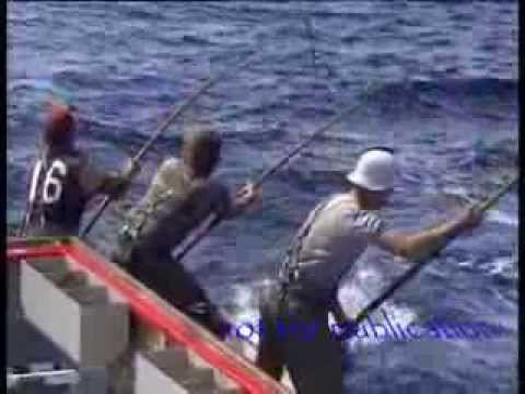 Tuna fishing 85 Port Lincoln 150 lbs plus fish biggest seen in my years fishing