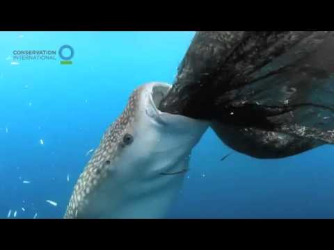 Whale shark sucks fish out of hole in fishing net — Conservation International (CI)