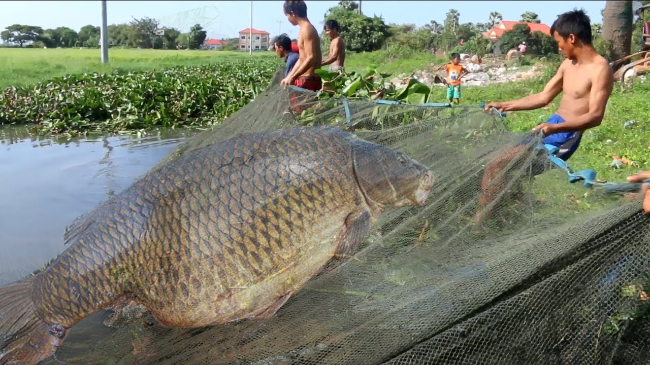 Net Fishing | People Catching a lot Fishing in Siem Reap Province