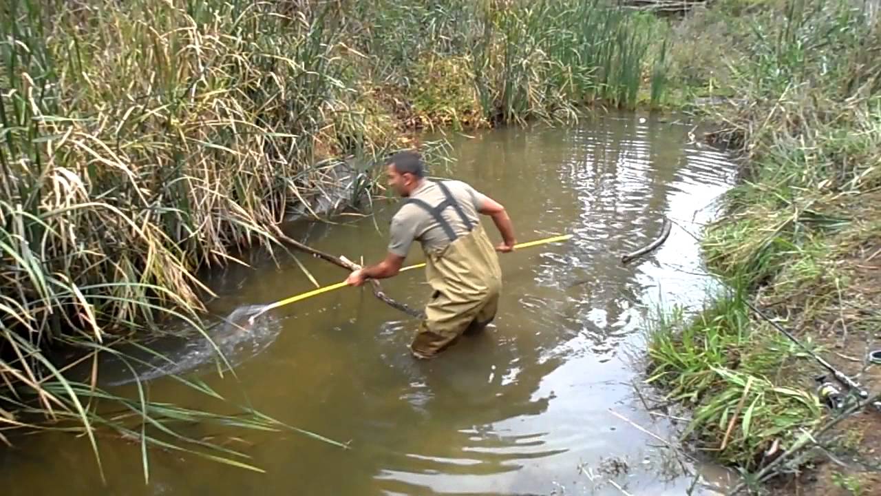carp spear fishing