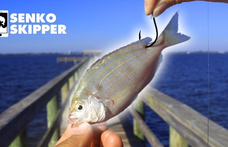 Pier Fishing: The EASIEST Way to Catch Big Fish from the Pier