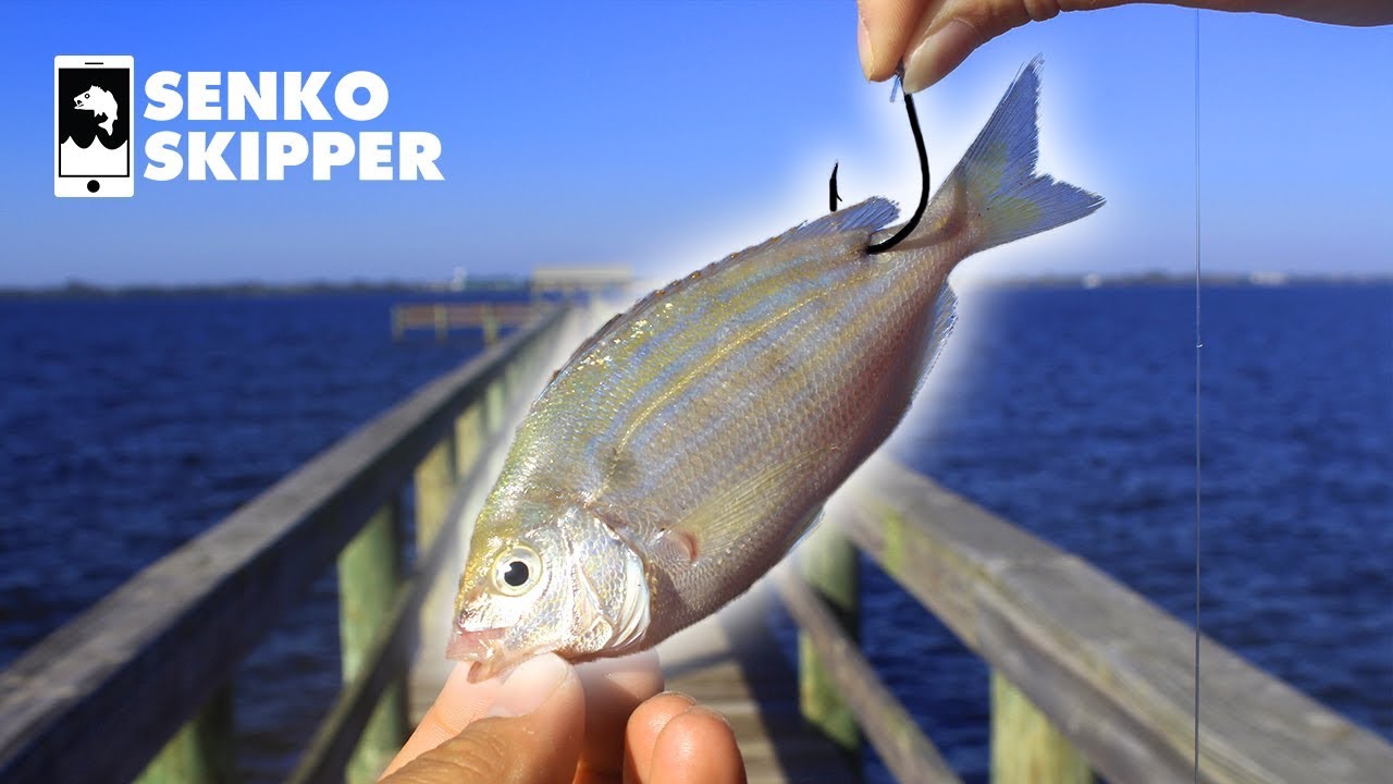 Pier Fishing: The EASIEST Way to Catch Big Fish from the Pier