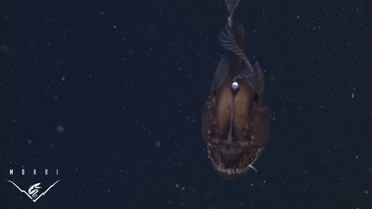 The anglerfish: The original approach to deep-sea fishing