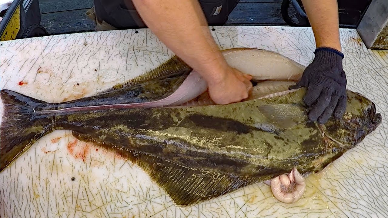 Halibut fishing: catch clean cook — How to Fish for Halibut & Cook Halibut