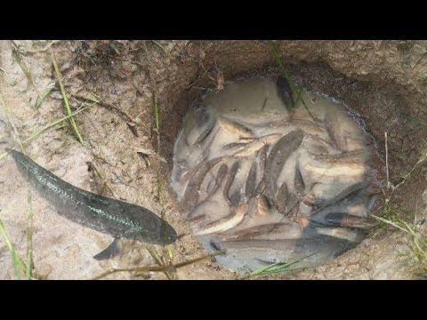 Amazing Deep Hole Fishing — How to fishing with deep hole — Cambodia Traditional Fishing
