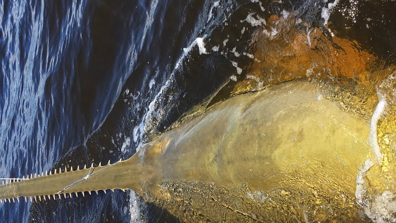 Biggest Rare Monster Fishing Video Ever Filmed Saw Fish Youtube