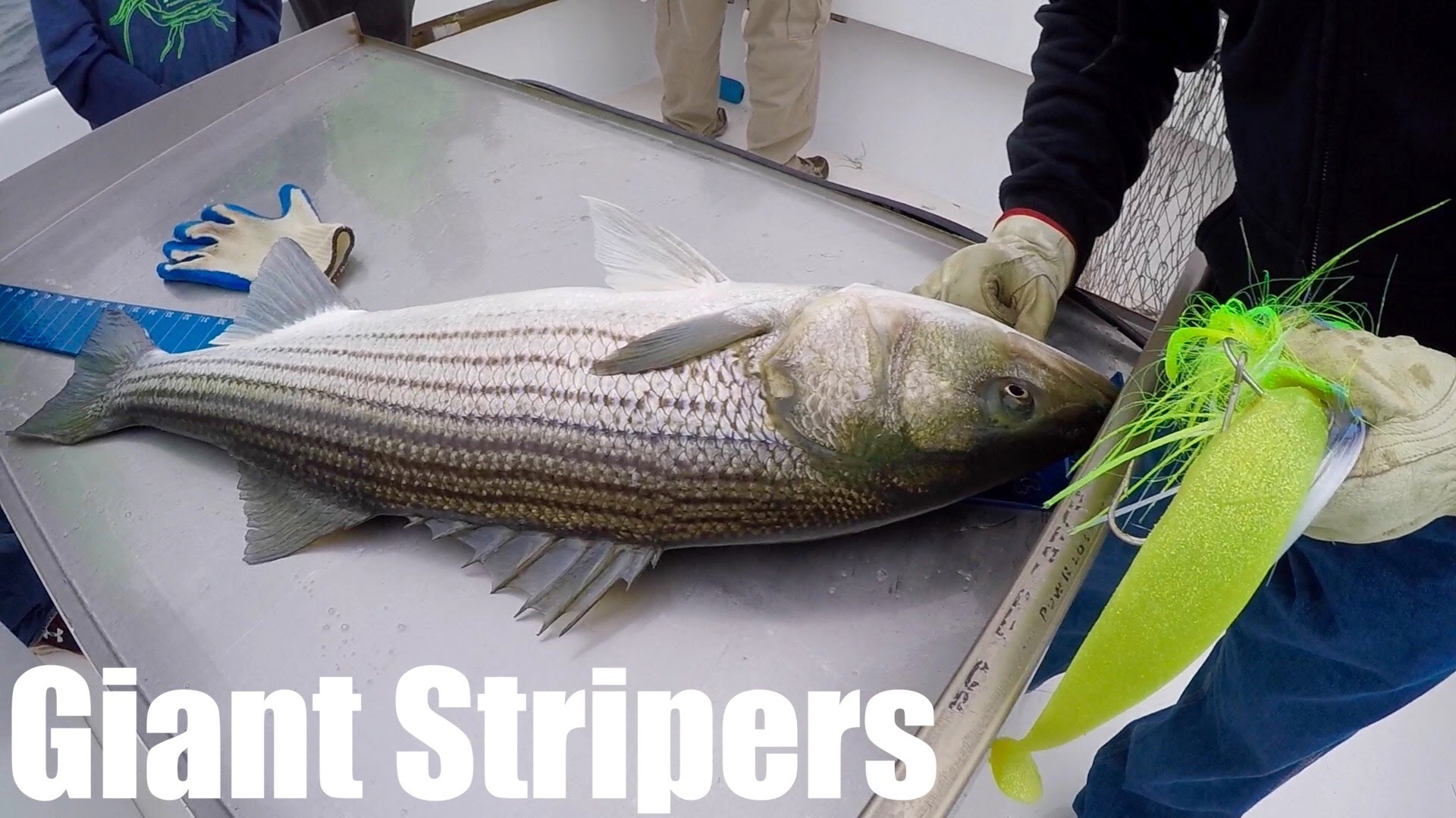 Fishing for MONSTER Striped Bass on the Chesapeake Bay!!!