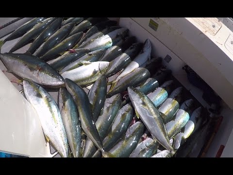 Wide Open Yellowtail (Hamachi) Fishing ! Full Limits! Live Squid and Iron Jig Fishing