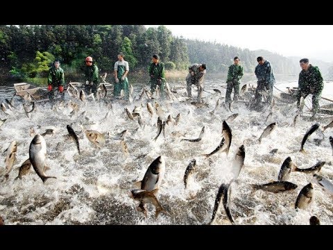 Worlds Most Satisfying Fishing video Ever 2018