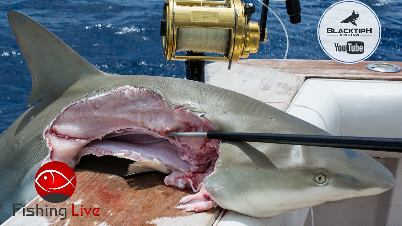 Fishing Live — Shark Fishing in Florida ft. BlacktipH. Kanalgratis.se