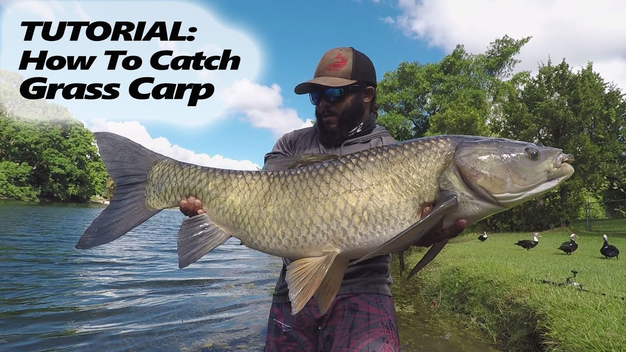 How To Catch Grass Carp TUTORIAL | Monster Mike Fishing
