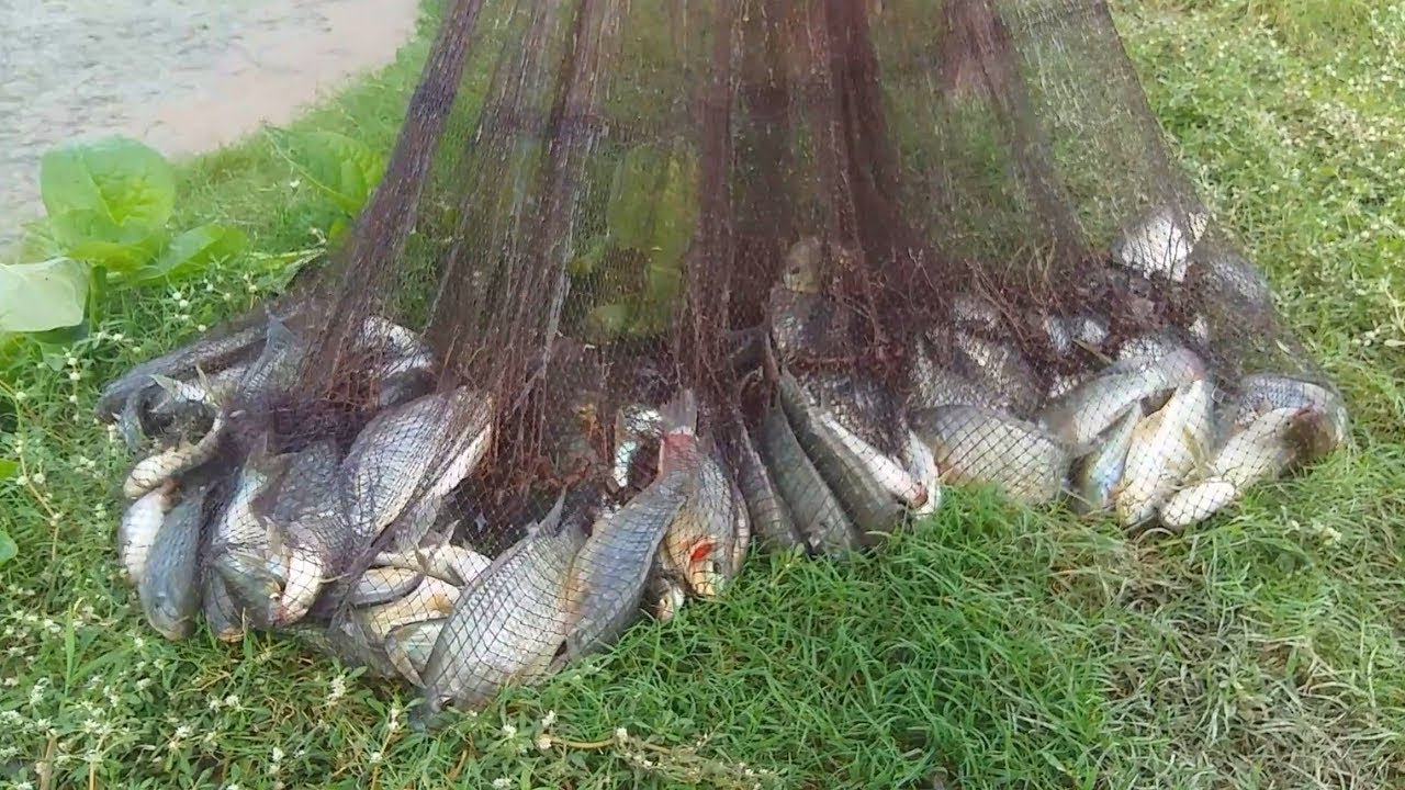 Net Fishing-Here is The Big Catch & You Don’t Believe That How Many Fishes Catch by Cast Net -part 2