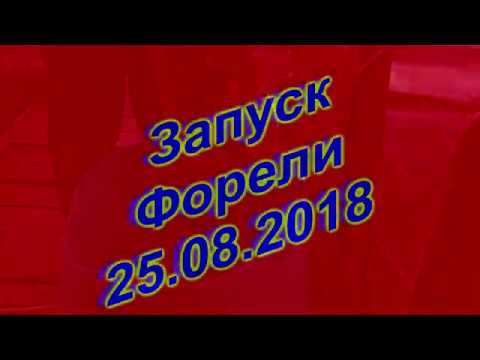 Запуск Форели У Бородина-25 08 2018