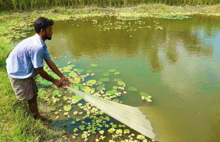 Net Fishing | Catching Lot of Fish using Cast net | Cast Net Fishing in a Pond (Part-14)