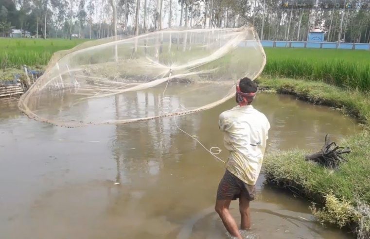 Net Fishing | Catching Fish using Cast net | Cast Net Fishing in a Pond (Part-13)