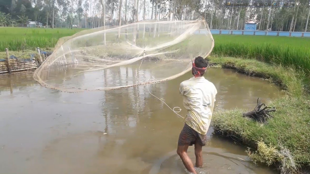 Net Fishing | Catching Fish using Cast net | Cast Net Fishing in a Pond (Part-13)