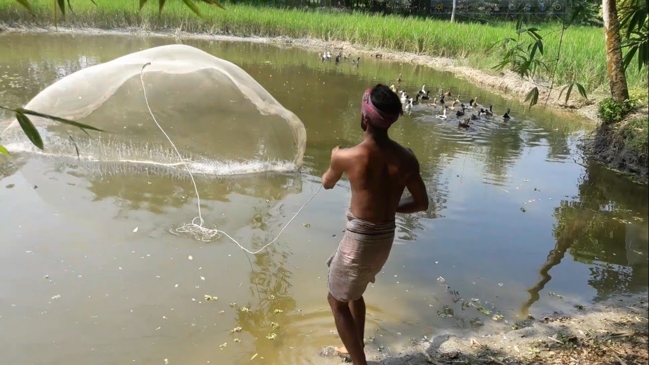 Net Fishing | Catching Lot of Fish using Cast net | Cast Net Fishing in a Pond (Part-15)
