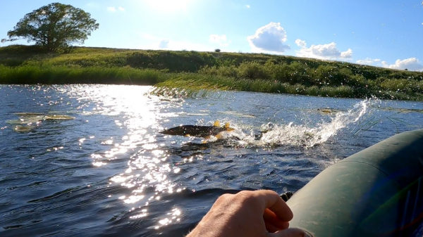Рыбалка в июне! Ловля щуки в сильный ветер на спиннинг с лодки!