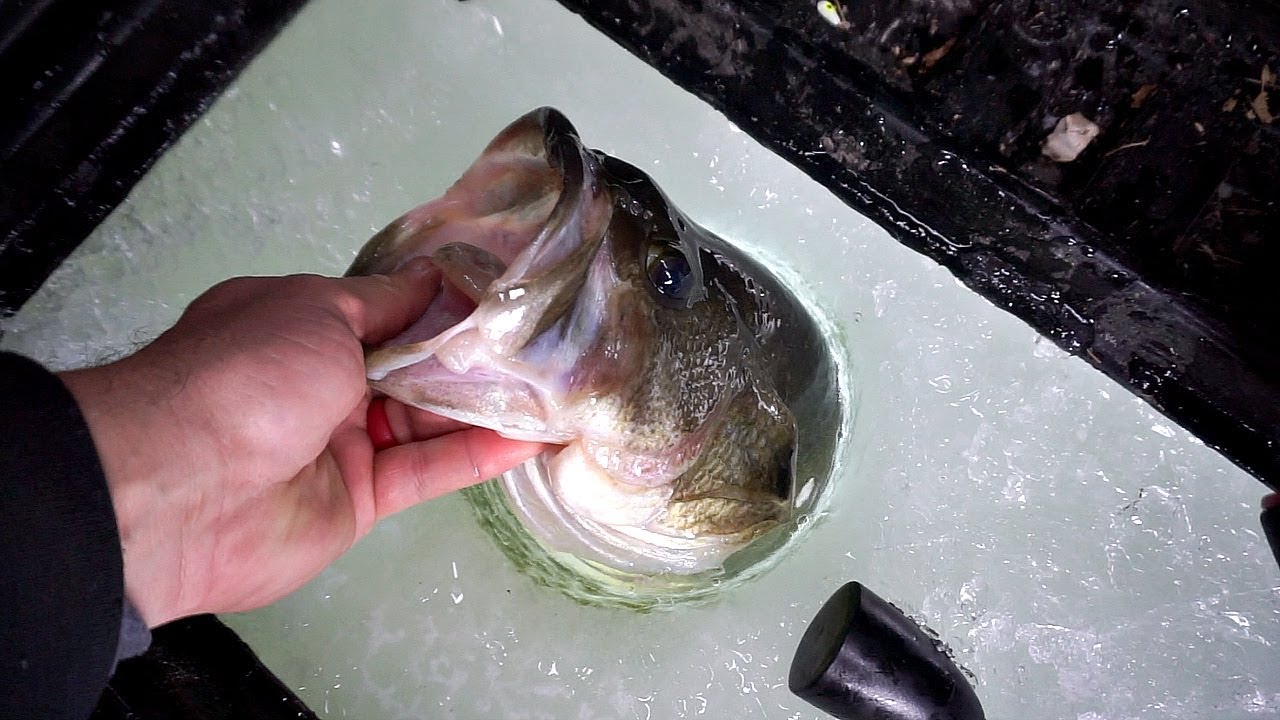 GIANT Bass Barely Fit Through the Hole!!! (Pond Ice Fishing)